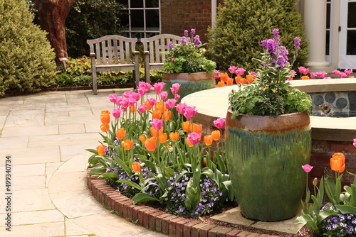 Fototapeta Naklejka Na Ścianę i Meble -  Colorful Tulips in Garden Setting