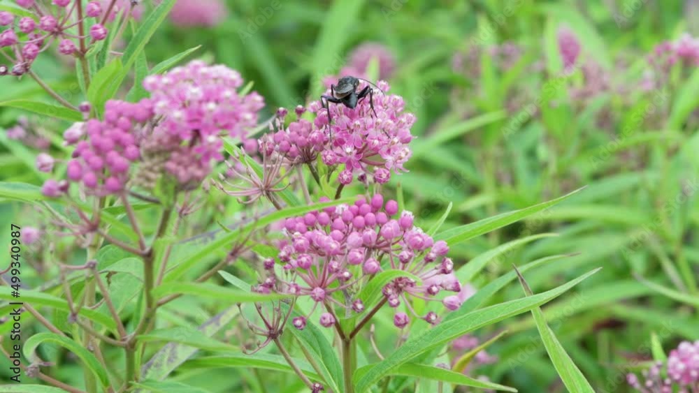 Great Black Wasp feeding on Swamp Milkweed. Great Black Wasp feeding on Swamp Milkweed.
