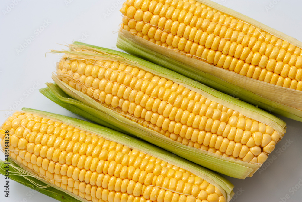 Yellow corn in husk, studio shot Yellow corn in husk, studio shot