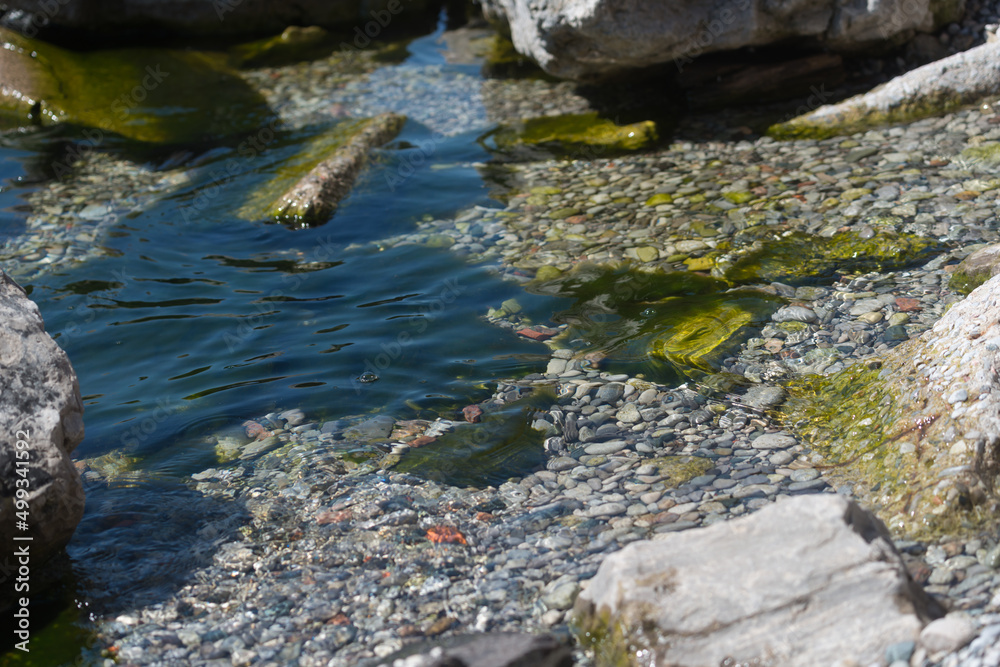 algae on rocks in the lake - springtime