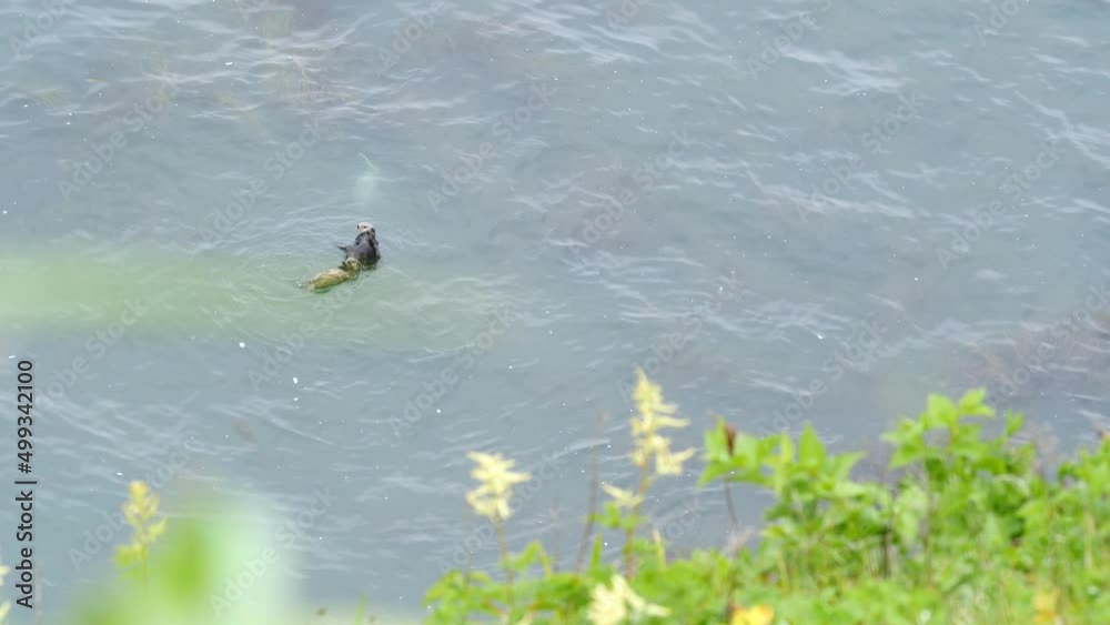 A wild sea otter that lives in Kiritappu Cape, Hokkaido. (Copy space) A wild sea otter that lives in Kiritappu Cape, Hokkaido. (Copy space)