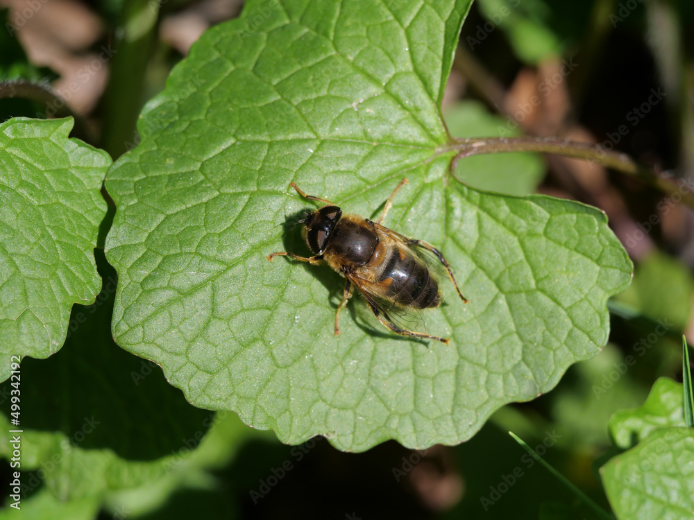 Rückenansicht einer sich ausruhenden Biene auf einem grünen Blatt Rückenansicht einer sich ausruhenden Biene auf einem grünen Blatt