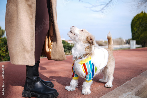 cute pet dog in white outfit spending time outside