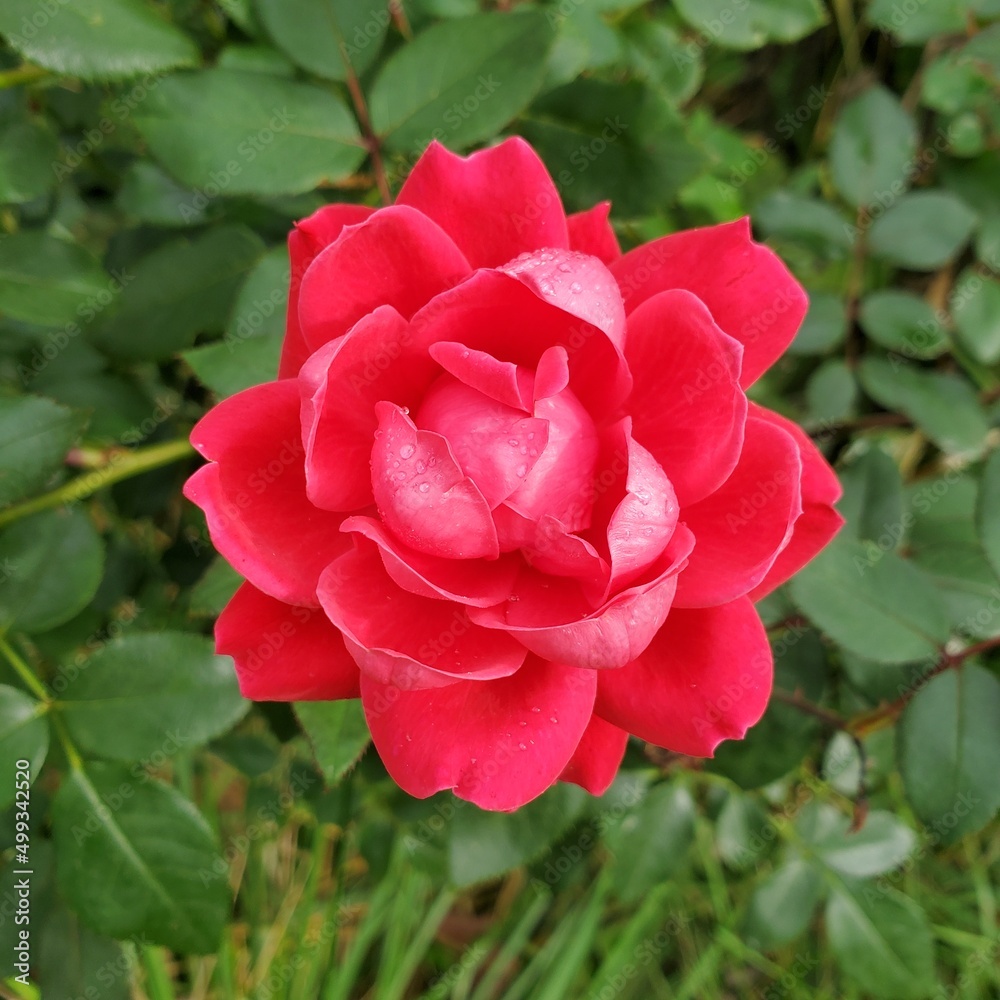 red rose in garden