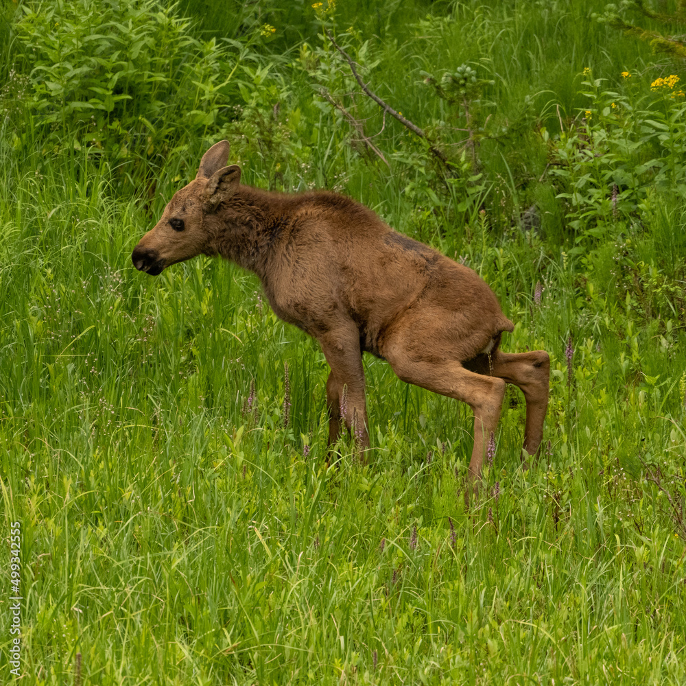 Fototapeta premium Baby Moose Takes a Break To Pee