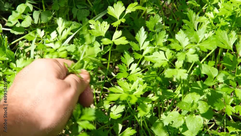 picking parsley from garden picking parsley from garden