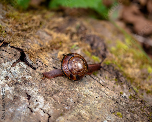 Snail with Red Shell on Moss Covered Log