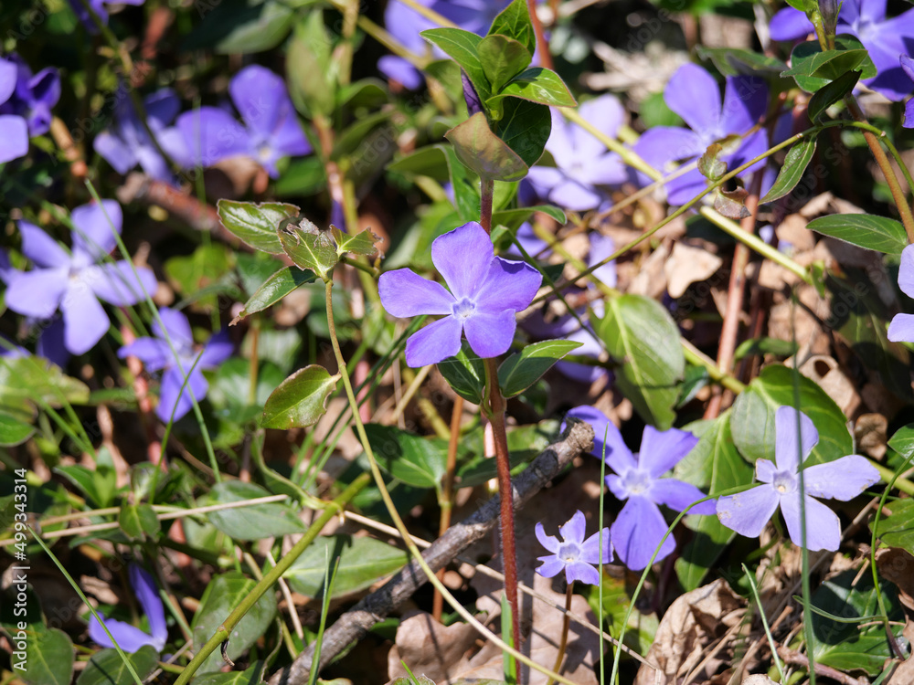 Blaue Blüte des Kleinblättrigen Immergrüns (Vinca minor) im April als Frühlingsblüher Blaue Blüte des Kleinblättrigen Immergrüns (Vinca minor) im April als Frühlingsblüher