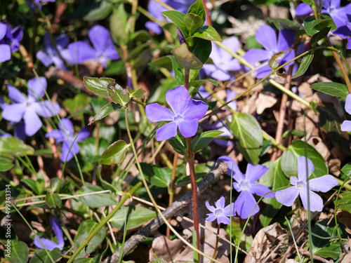 Blaue Blüte des Kleinblättrigen Immergrüns (Vinca minor) im April als Frühlingsblüher photo