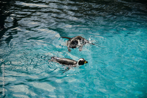 Swimming penguins  turquoise color water and black and white color pinguins.