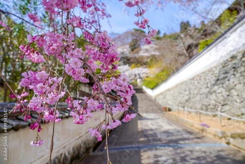 満開の枝垂れ桜と寺院のコラボ情景＠奈良