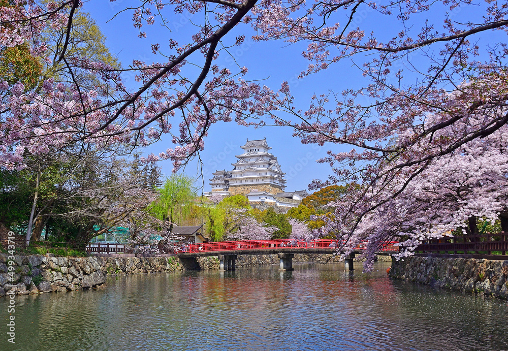 Naklejka premium Himeji castle and cherry trees in Hyogo prefecture, Japan