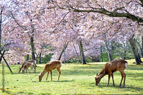 Deers and cherry blossoms in Nara Park  Japan 