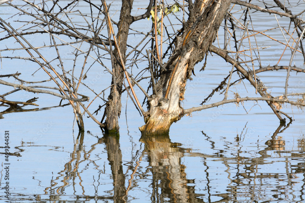 Trees with bare branches and reflections in lake Trees with bare branches and reflections in lake