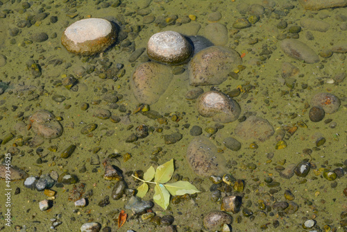 Bottom of lake near water edge with submerged stones and floating leaf