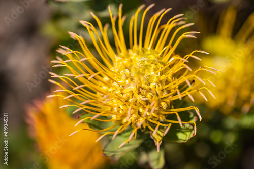 Yellow flower of Leucospermum grandiflorum  Rainbow pincushion  