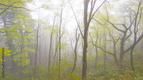 Forest in the fog