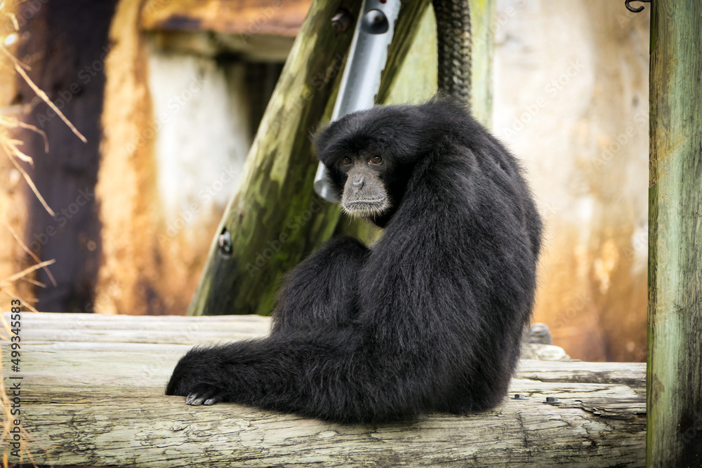 Fototapeta premium Siamang primate