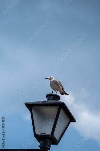 seagull perched on a pole