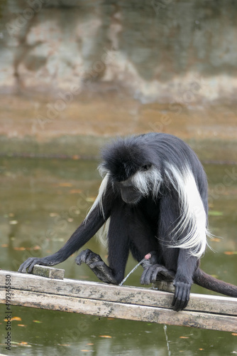 Colobus monkey peeing in water