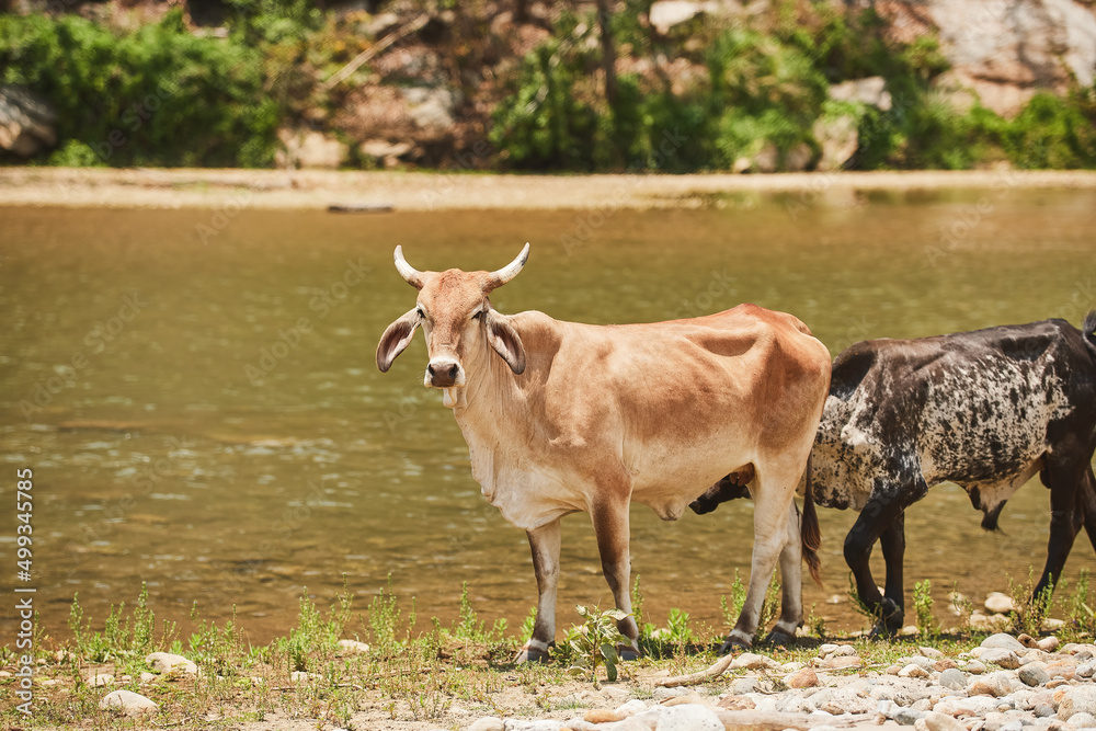 Beef cattle in Mexico. Cattle eating and drinking in the river. Skinny cows.