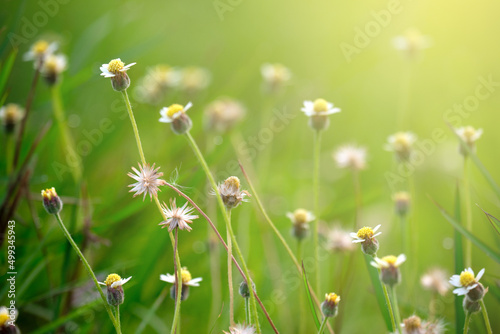 Wild flowers closeup on green background