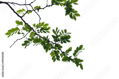 green tree branch isolated on white background