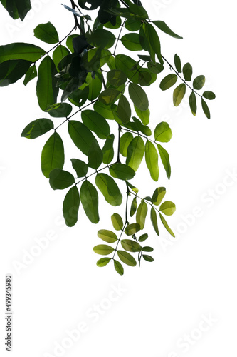 Wallpaper Mural green tree branch isolated on white background Torontodigital.ca