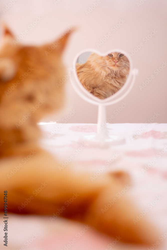 Cat looking at mirror