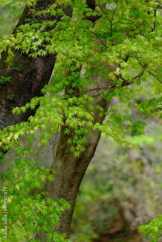 美しい新緑の葉