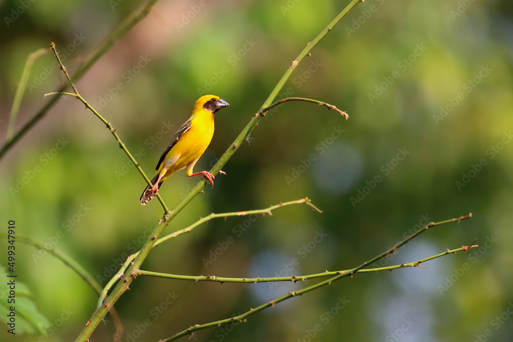 Beautiful Asian golden weaver perched on a branch. Beautiful Asian golden weaver perched on a branch.