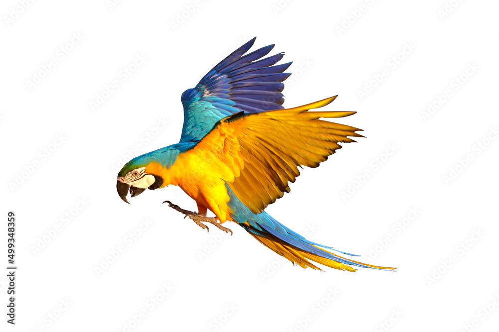 Colorful macaw parrots flying isolated on white.