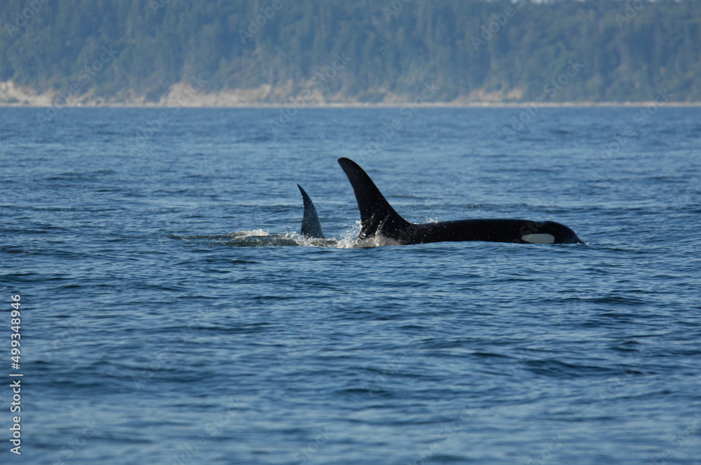 Naklejka premium Orcas near San Juan Island, WA.