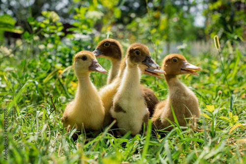 Little young ducklings are walking on green grass. © Olesya