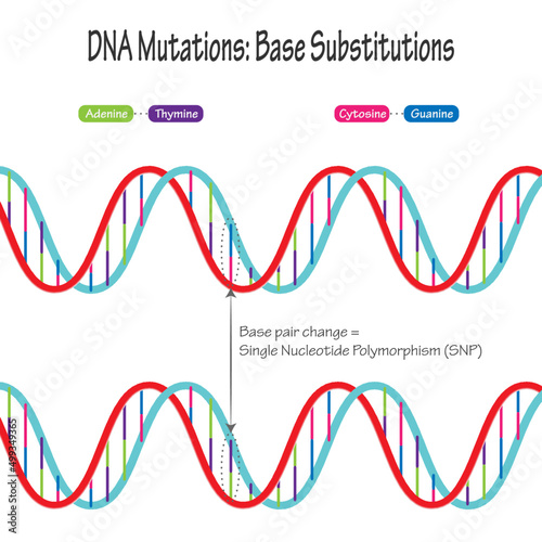 Diagram of Single Nucleotide Polymorphism DNA Mutations