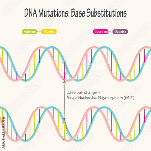Diagram of Single Nucleotide Polymorphism DNA Mutations photo