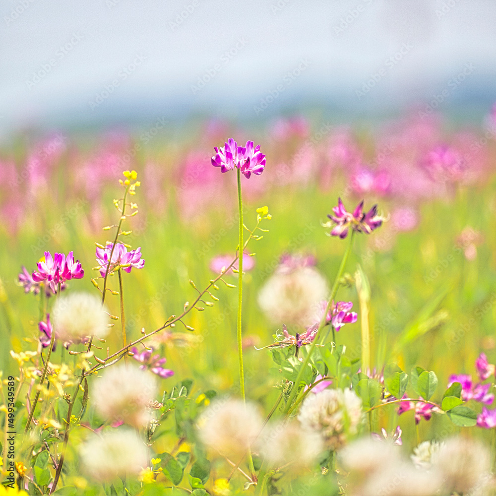 春の野原の色とりどりのお花畑