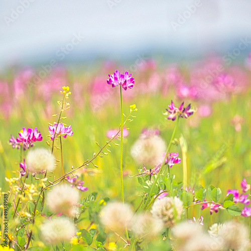 Fototapeta Naklejka Na Ścianę i Meble -  春の野原の色とりどりのお花畑