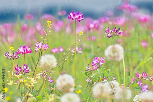 春の野原の色とりどりのお花畑