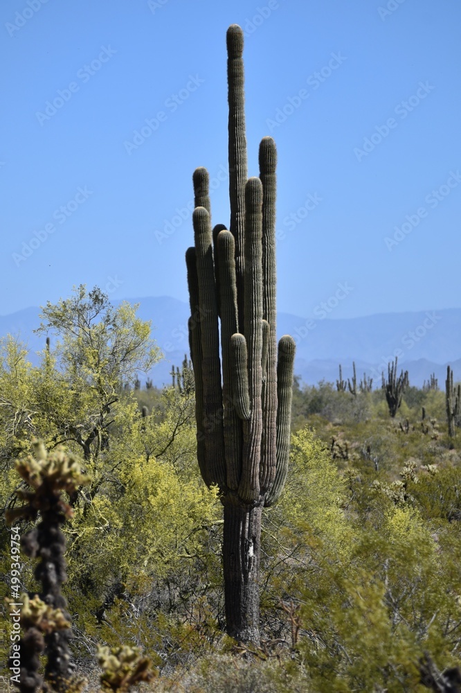 multi arm saguaro cactus in arizona