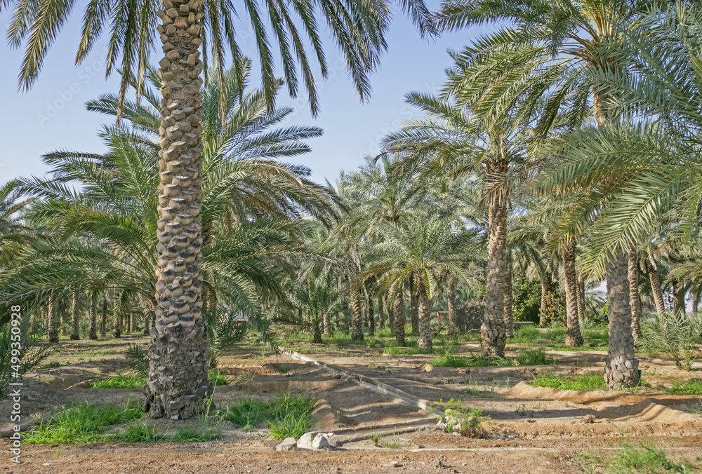 Date Plantation in Dhaid in the UAE Date Plantation in Dhaid in the UAE