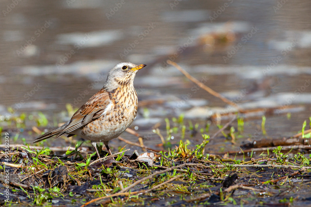 Fototapeta premium The fieldfare is a member of the thrush family Turdidae. 