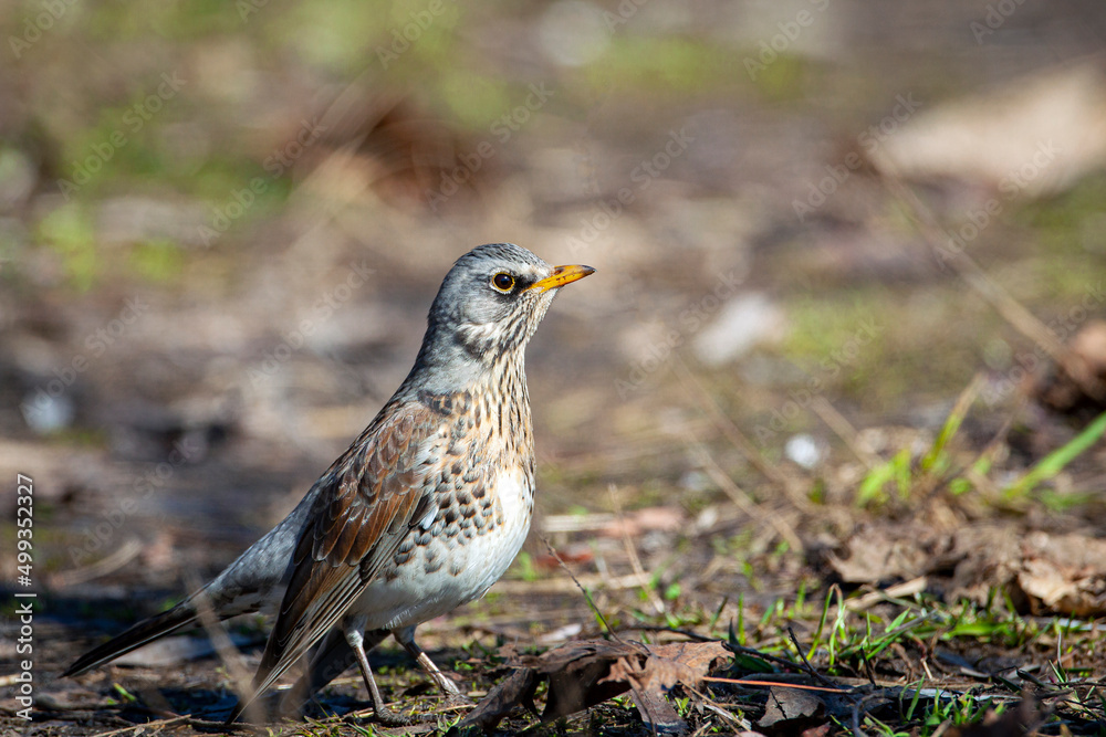 The fieldfare is a member of the thrush family Turdidae. The fieldfare is a member of the thrush family Turdidae.