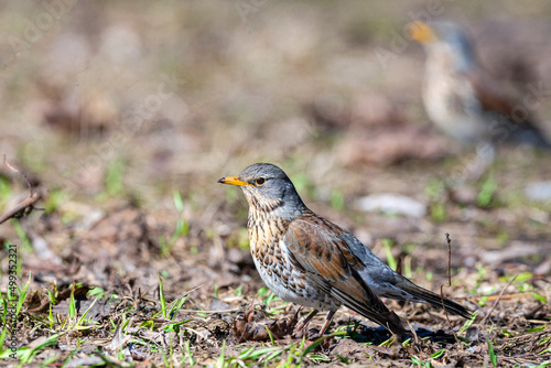  The fieldfare  is a member of the thrush family Turdidae.  © Andrey
