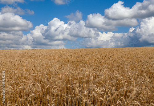 Wheat field and blue sky in Ukraine.