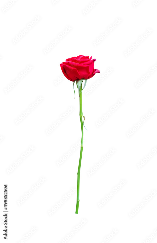 Red rose flower with long green stem isolated on white background , clipping path Red rose flower with long green stem isolated on white background , clipping path