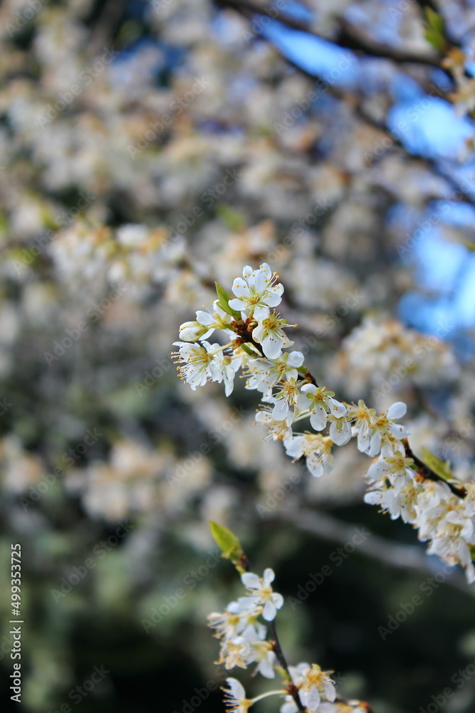The white blossoming trees in the garden resemble sakura or cherry blossoms. The white blossoming trees in the garden resemble sakura or cherry blossoms.