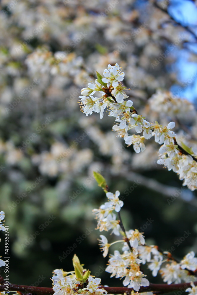 The white blossoming trees in the garden resemble sakura or cherry blossoms. The white blossoming trees in the garden resemble sakura or cherry blossoms.