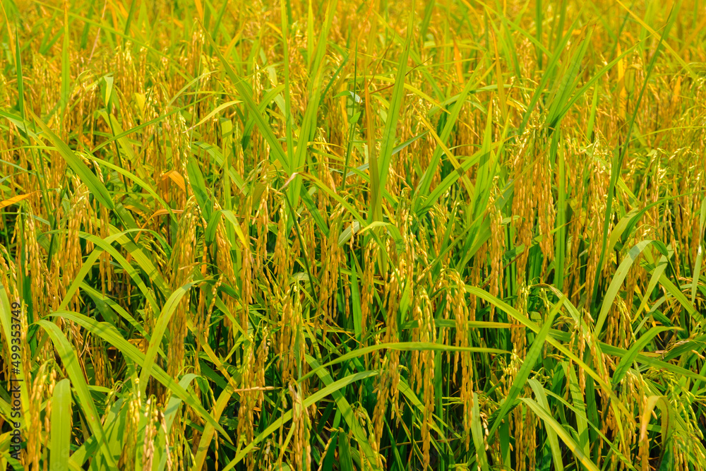 Rice Sprout in Rice field.Rice seedlings green background. agriculture. Rice seedlings cultivate Rice Sprout in Rice field.Rice seedlings green background. agriculture. Rice seedlings cultivate