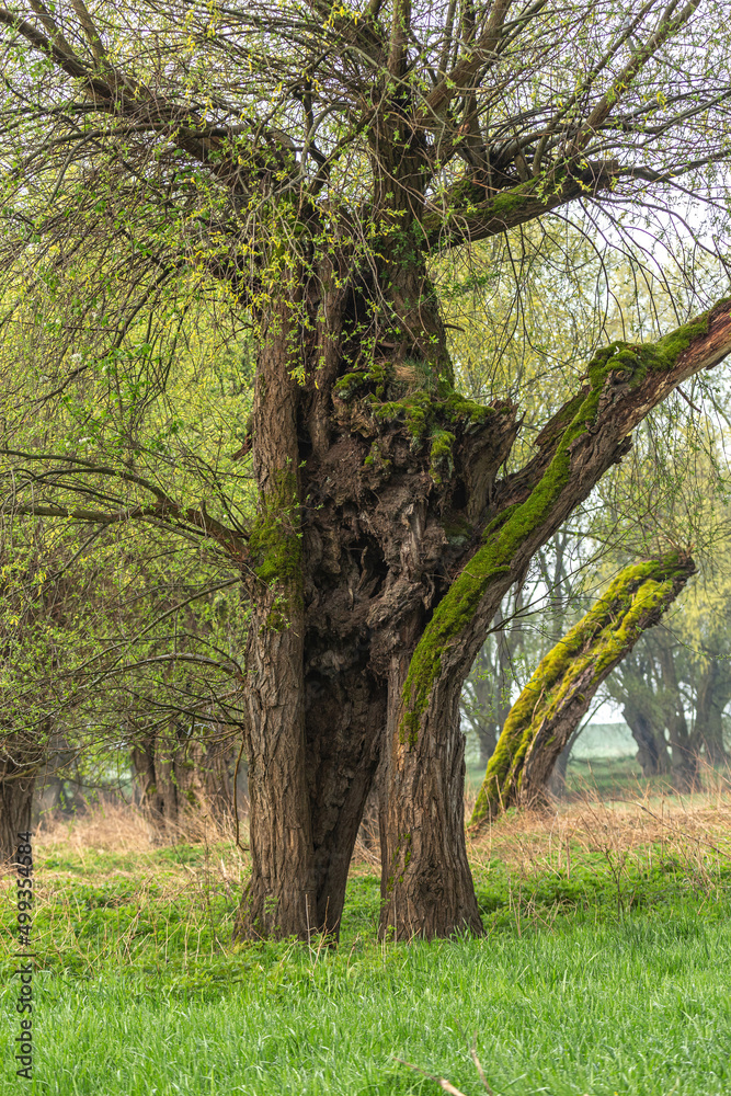 Portrait of an old tree in a forest in early spring outdoors Portrait of an old tree in a forest in early spring outdoors
